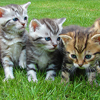 Super Cute Kittens!