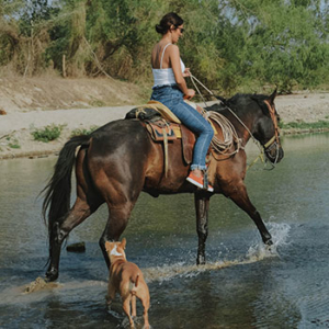 Women on horseback of a brown stallion in a shallow creek with a small dog following