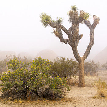 featured Images